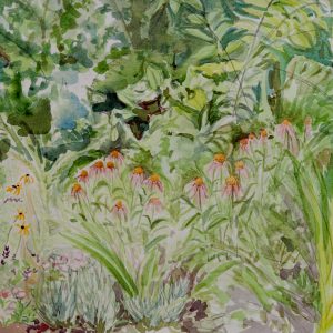 Echinacea