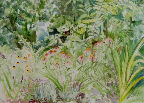 Echinacea